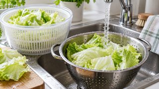 Illustrative image of washed iceberg lettuce leaves in a salad spinner beside a colander and running drinking water.